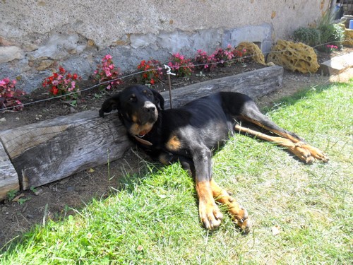 Beauceron